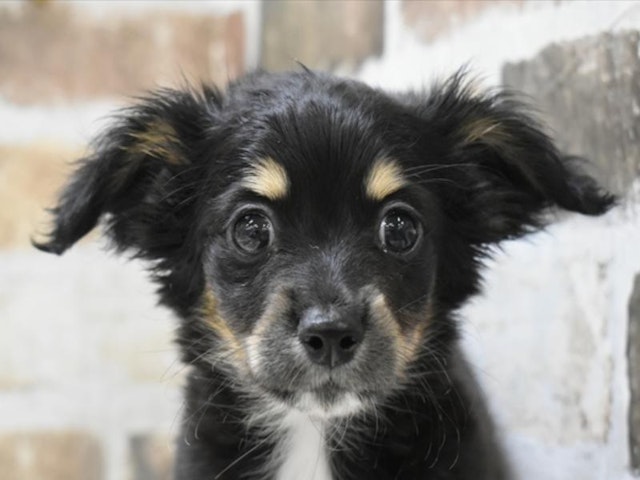 静岡県のハーフ犬・ミックス犬 (ペッツワン浜松雄踏店/2024年2月28日生まれ/女の子/ブラックタン)の子犬
